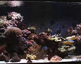 Tri-Spec 2 Ho Led 90-100cm