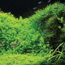 Eco Max Tropical Led 60cm