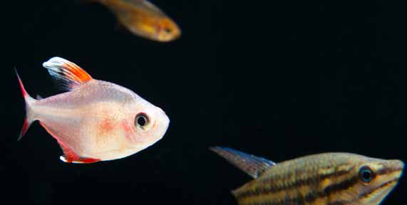 Fish on Dark Background