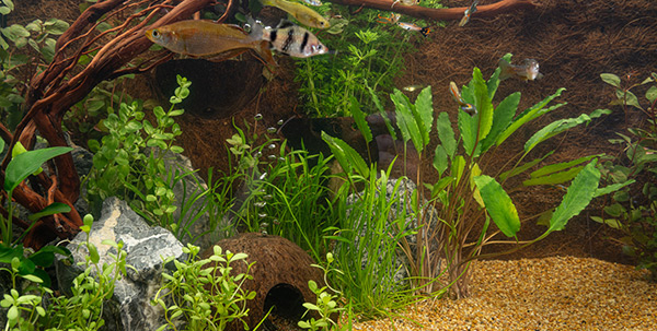 Why does my fish tank smell?